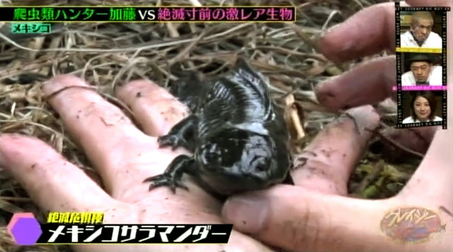 クレイジージャーニー やらせ 内容