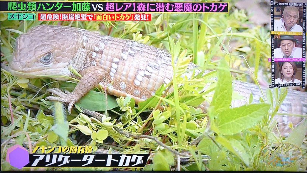 やらせ回 クレイジージャーニー